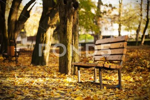 Bench in the autumn park Stock Photos