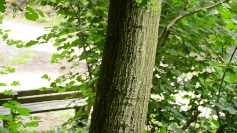 Bench behind the tree, female sits down Stock Footage 281203019