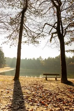 Bench between two trees by a lake, during autumn 写真素材