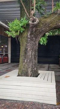 Bench built around the tree Stock Photos