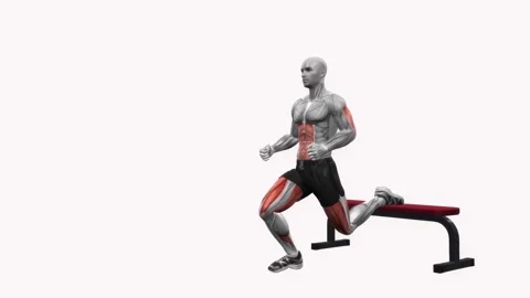 Bench Bulgarian Split Squats Right fitness gym exercise workout animation musc   Video stock 243988953