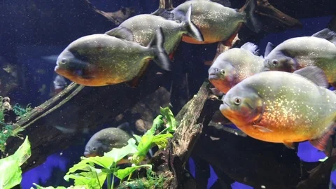 Bench of carnivorous piranhas Stock Footage 108905726