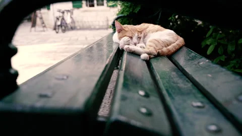 Bench. The cat is sleeping on a bench. Stock Footage 166867980