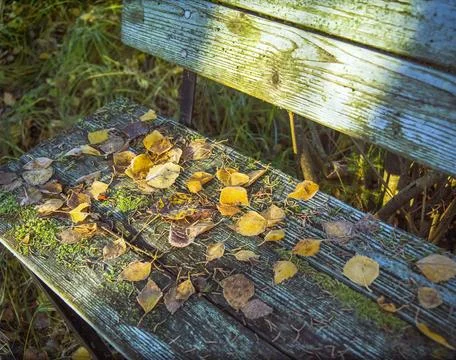 Bench covered with withered leaves Stockfoto's
