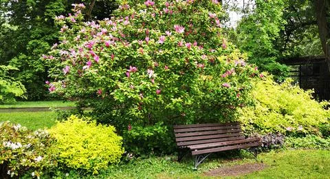 A bench in a dense park. Spring or summer garden with green shrubs, trees and bu Stock Photos