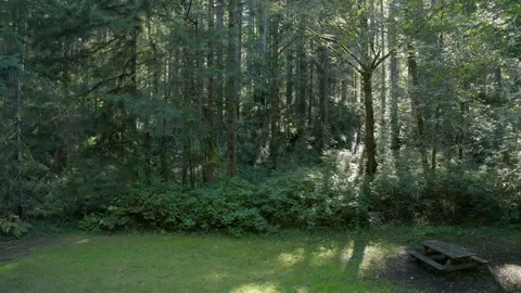 Bench in Evergreen Forest Clearing on Clear, Sunny Day Stock Footage 149395046