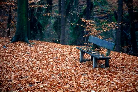 Bench in the forest in autumn Stock Photos