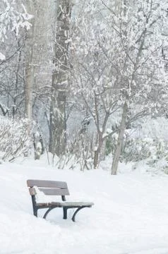 Bench in a forest during winter Stock Photos
