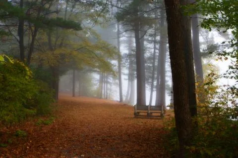 Bench in the forest foliage Stock Photos