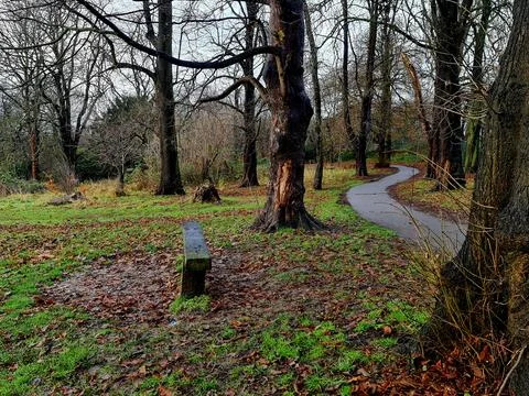 A bench in a forest with I winding path in autumn Photos