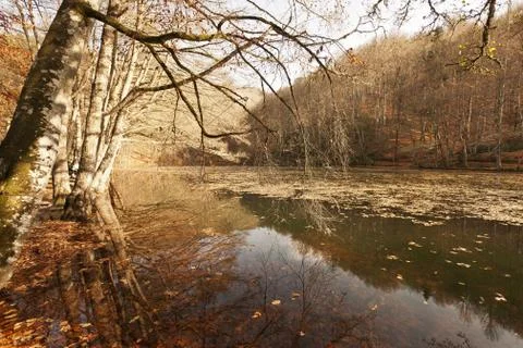 Bench in Forest Stock Photos