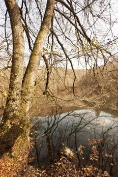 Bench in Forest Stock Photos