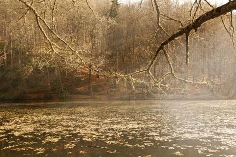 Bench in Forest Foto stock