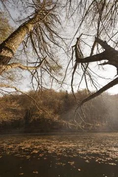 Bench in Forest Stock Photos
