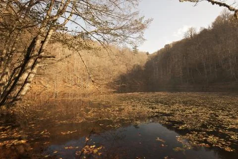 Bench in Forest Stock Photos