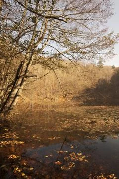 Bench in Forest Stock Photos