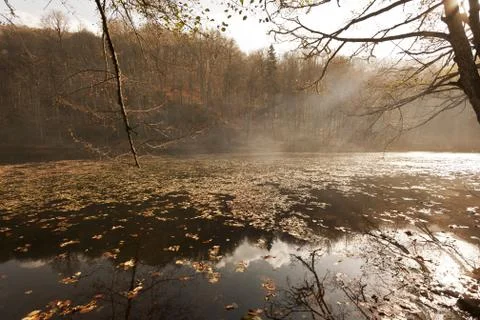 Bench in Forest Stock Photos