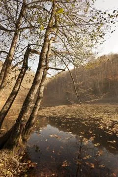 Bench in Forest Stock Photos