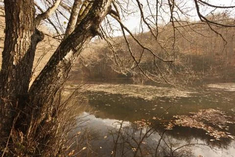 Bench in Forest Stock Photos