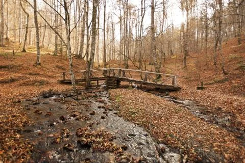 Bench in Forest Stock Photos