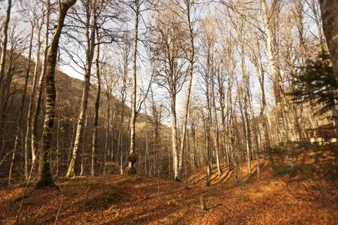 Bench in Forest Stock Photos