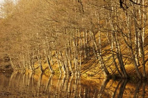 Bench in Forest Stock Photos