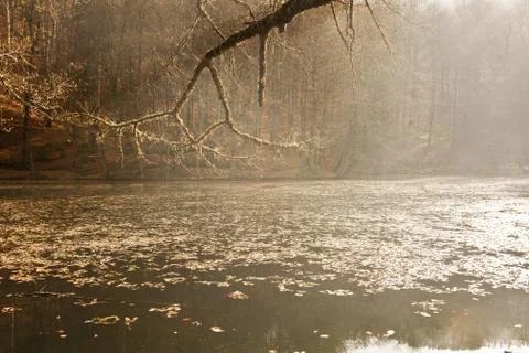 Bench in Forest Stock Photos