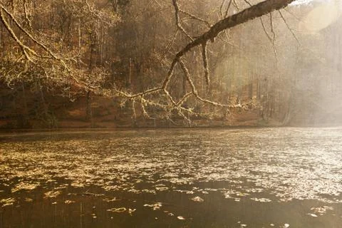 Bench in Forest Stock Photos