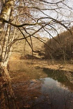 Bench in Forest Stock Photos