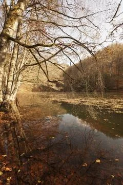 Bench in Forest Foto stock