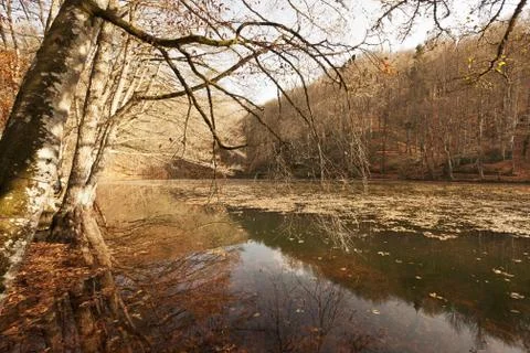 Bench in Forest Foto stock