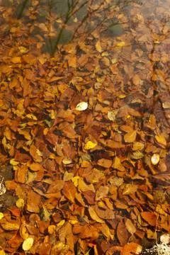 Bench in Forest Stock Photos