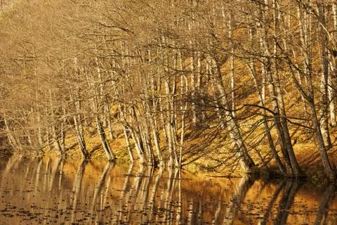 Bench in Forest Stock Photos