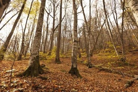 Bench in Forest Stock Photos