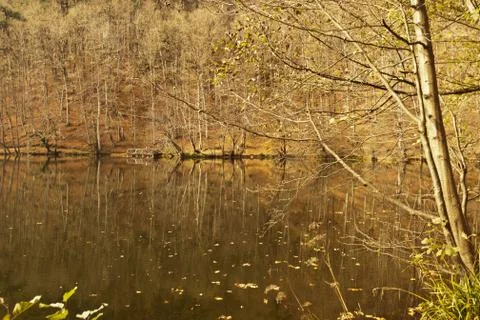 Bench in Forest Stock Photos