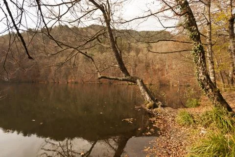 Bench in Forest Stock Photos