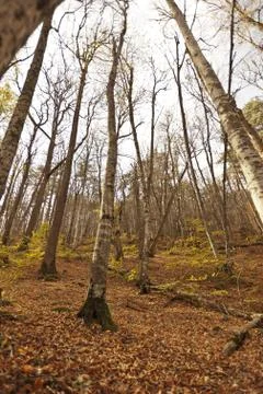 Bench in Forest Stock Photos