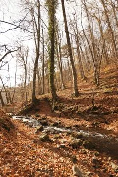 Bench in Forest Stock Photos
