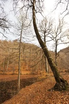 Bench in Forest Stock Photos