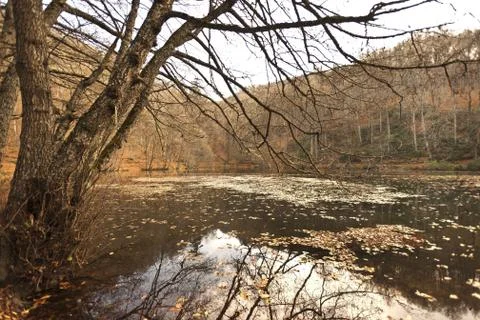 Bench in Forest Stock Photos