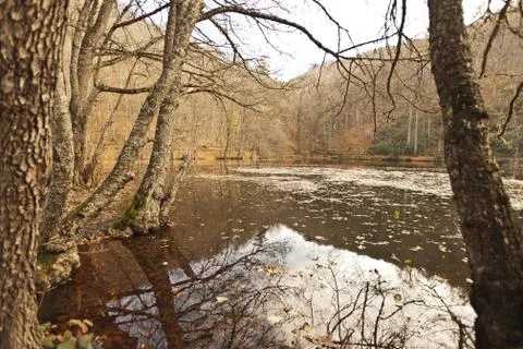 Bench in Forest Stock Photos