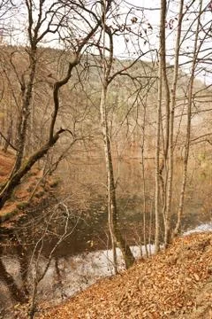 Bench in Forest Stock Photos