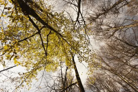 Bench in Forest Stock Photos