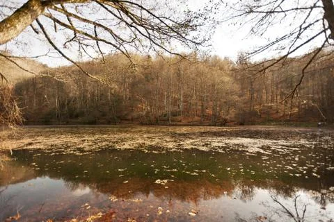 Bench in Forest Stock Photos