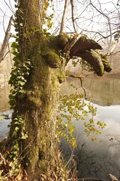 Bench in Forest Stock Photos