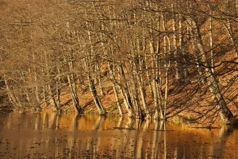 Bench in Forest Stock Photos