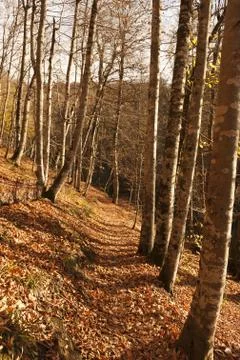 Bench in Forest Foto stock