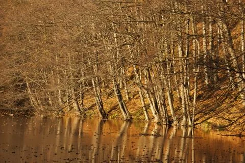 Bench in Forest Foto stock