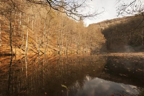 Bench in Forest Stock Photos