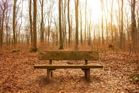 Bench in a Forest Stock Photos